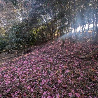 ツバキのじゅうたん