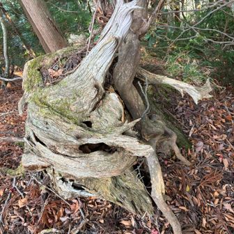 相変わらず崖は怖い
へっぴり腰にかけては
私の右に出るものはいまい
