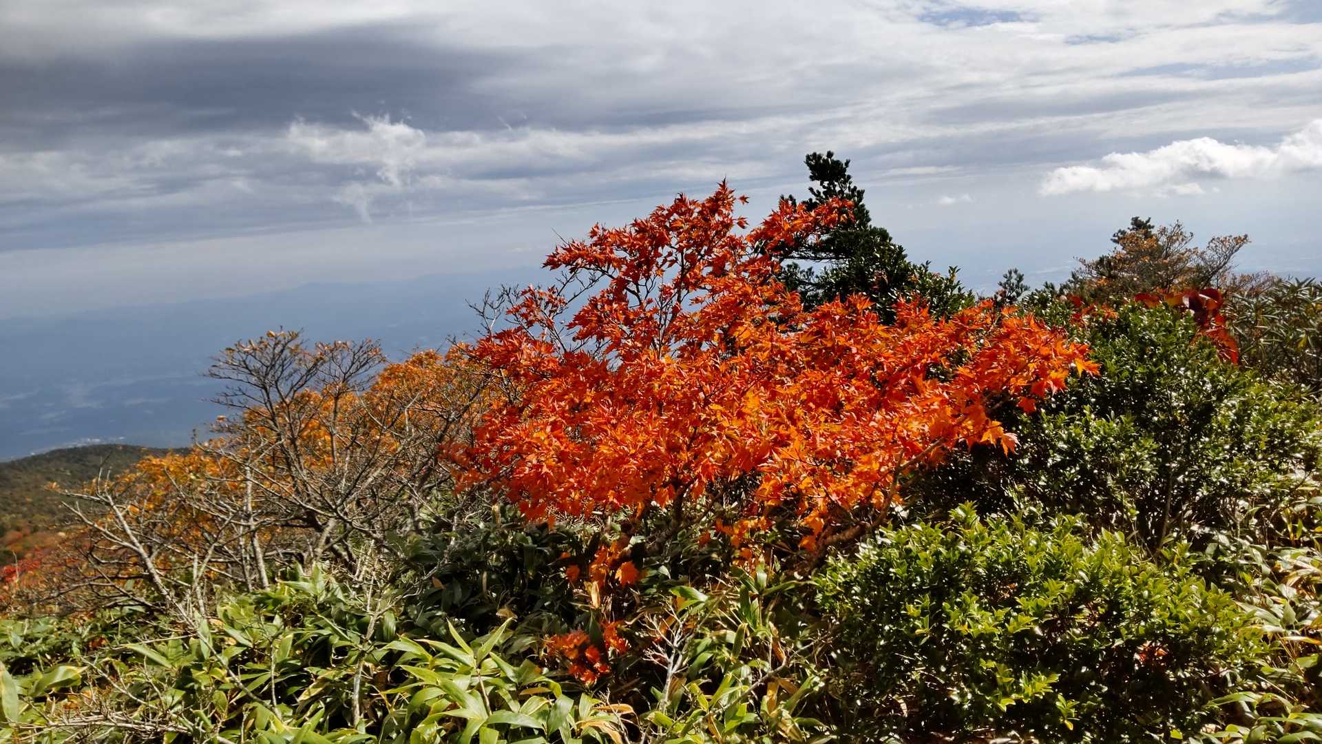 🍁🌤️