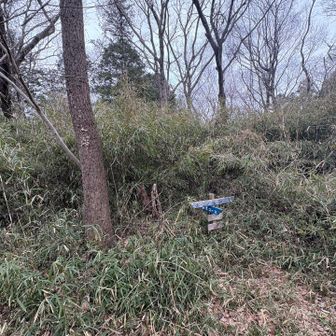 このあたりが山頂の様ですが
眺望無し…
山名板無し…