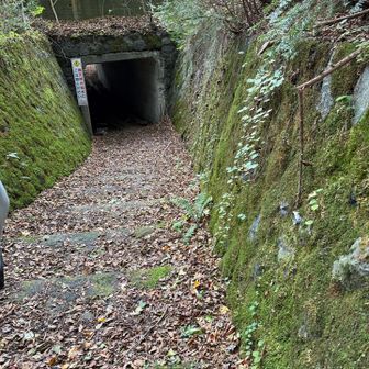 このトンネルくぐってから青木ヶ原樹海へ