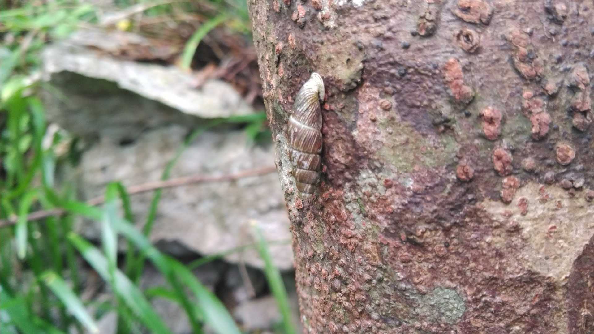 沢山の巻き貝が木に⁉️