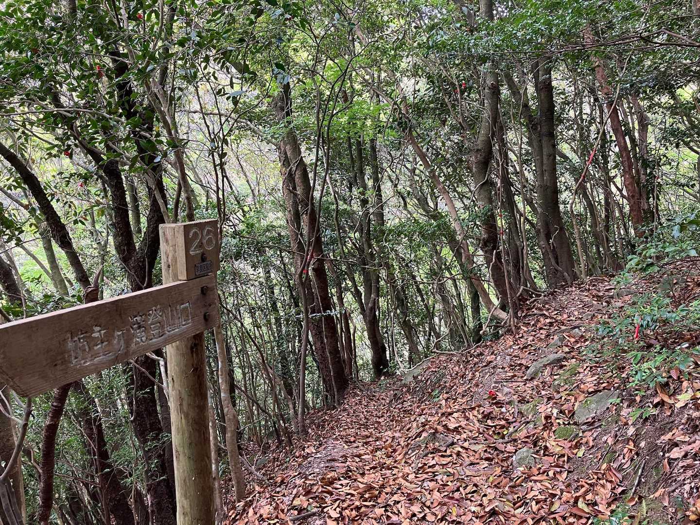 左下に向かう道あり、金山へは、右側道なりに進みます。しかし、落ち葉🍂ロードで、滑ります。