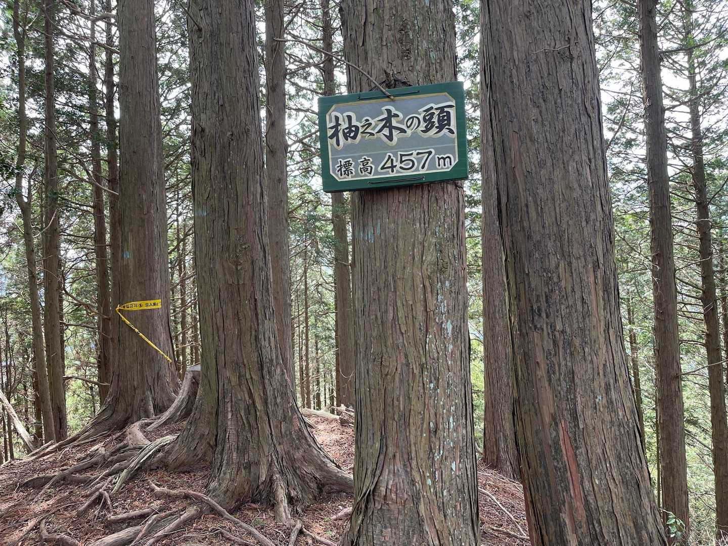 柚之木の頭