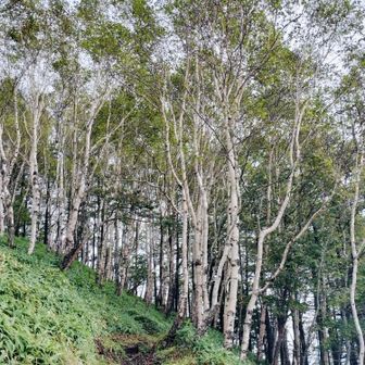 少し登ると白樺へと続く道　爽やかな風が渡ります
