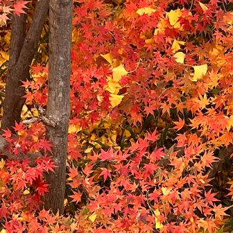 銀杏（イチョウ）の葉と紅葉（もみじ）のコラボ