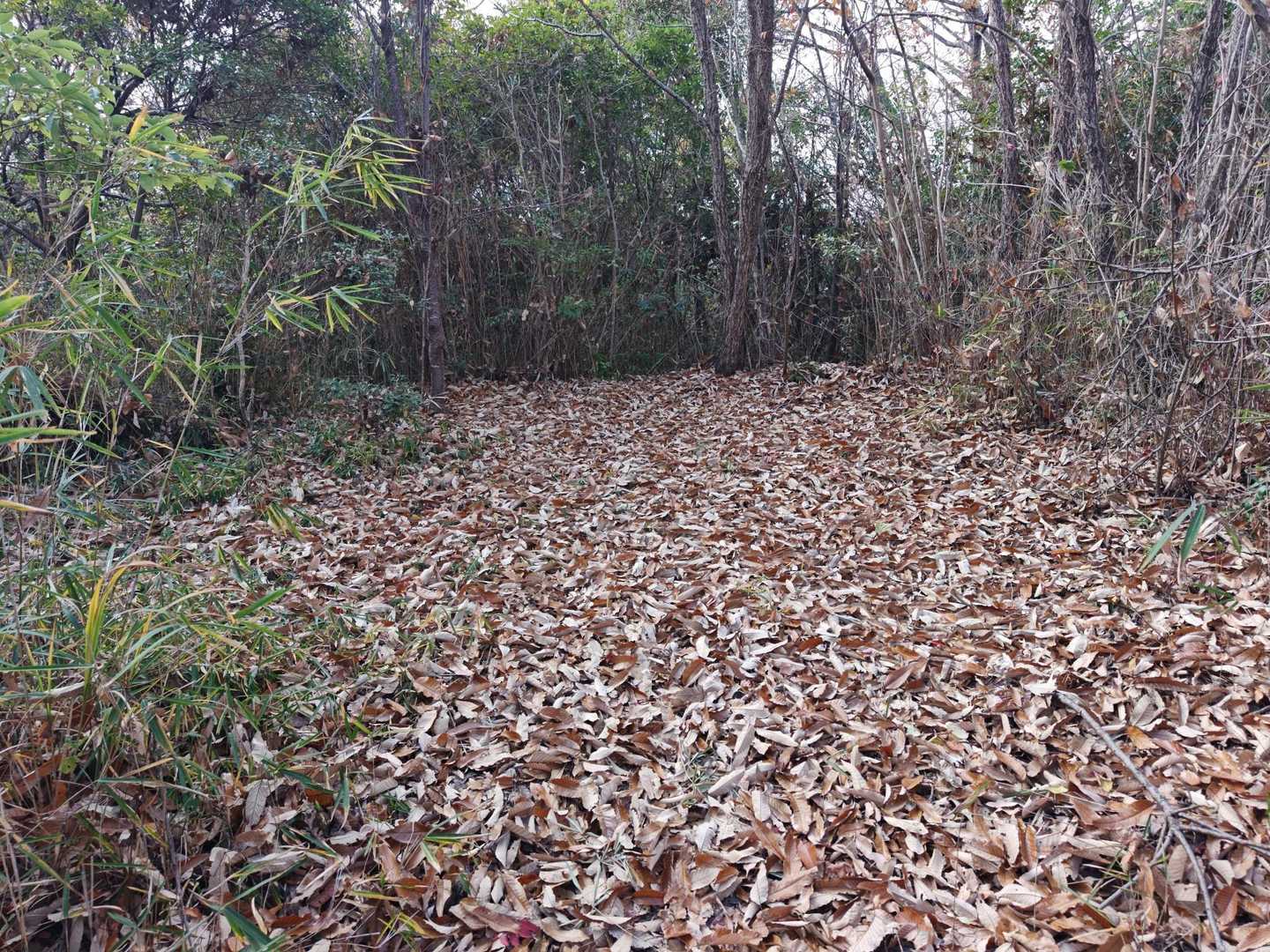 日笠山-一本松山-イタチ山 往復コースの写真