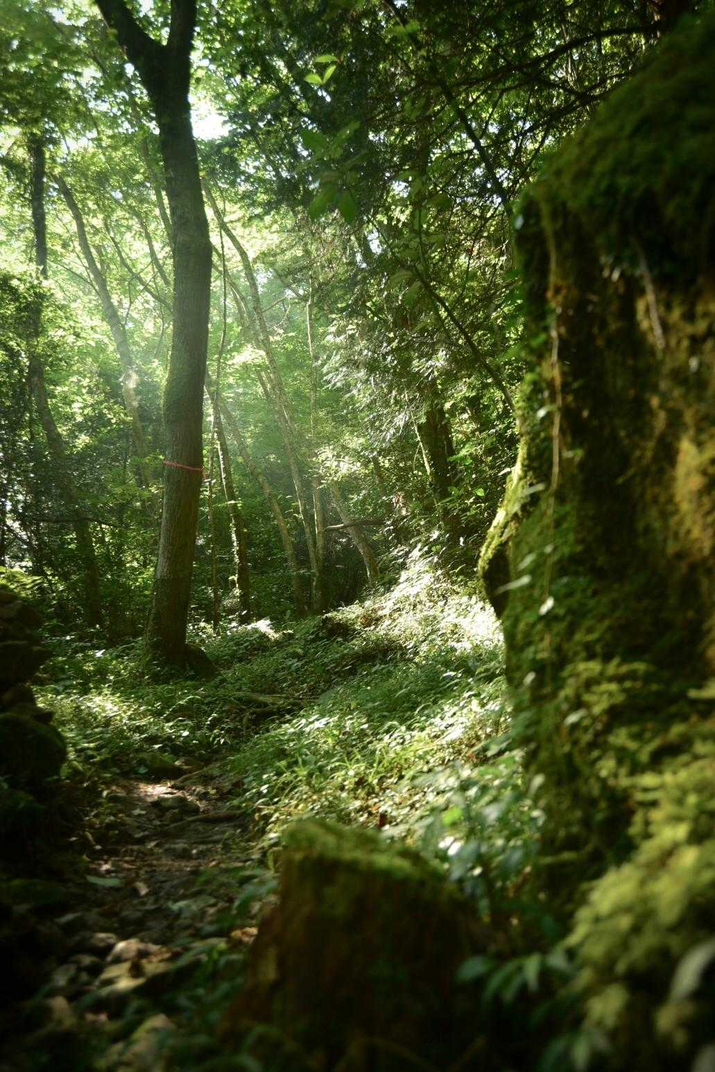 前門岳 往復コースの写真
