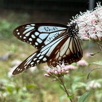 その後は四国辺りに行くのではと仰ってました🦋習性とは言えよくこんなピンポイントでやってきたものだ🥹
庭にフジバカマ育てたら来てくれる〜？