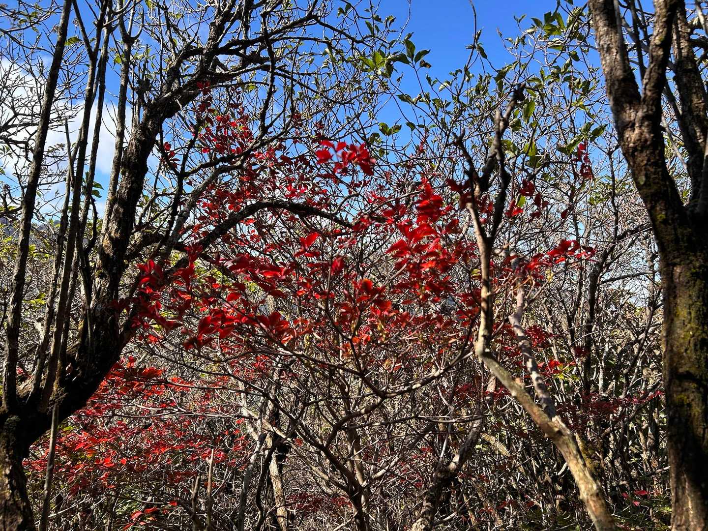 🍁