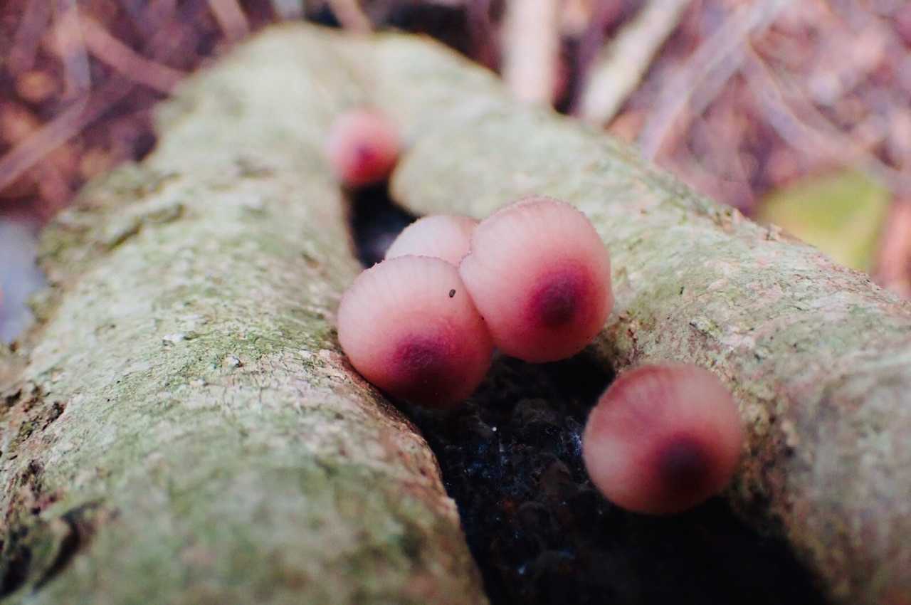またまた美味しそう🍄