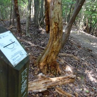 No.62
↑比叡山　　　↓瓜生山
白鳥山山頂をパスする道が本道