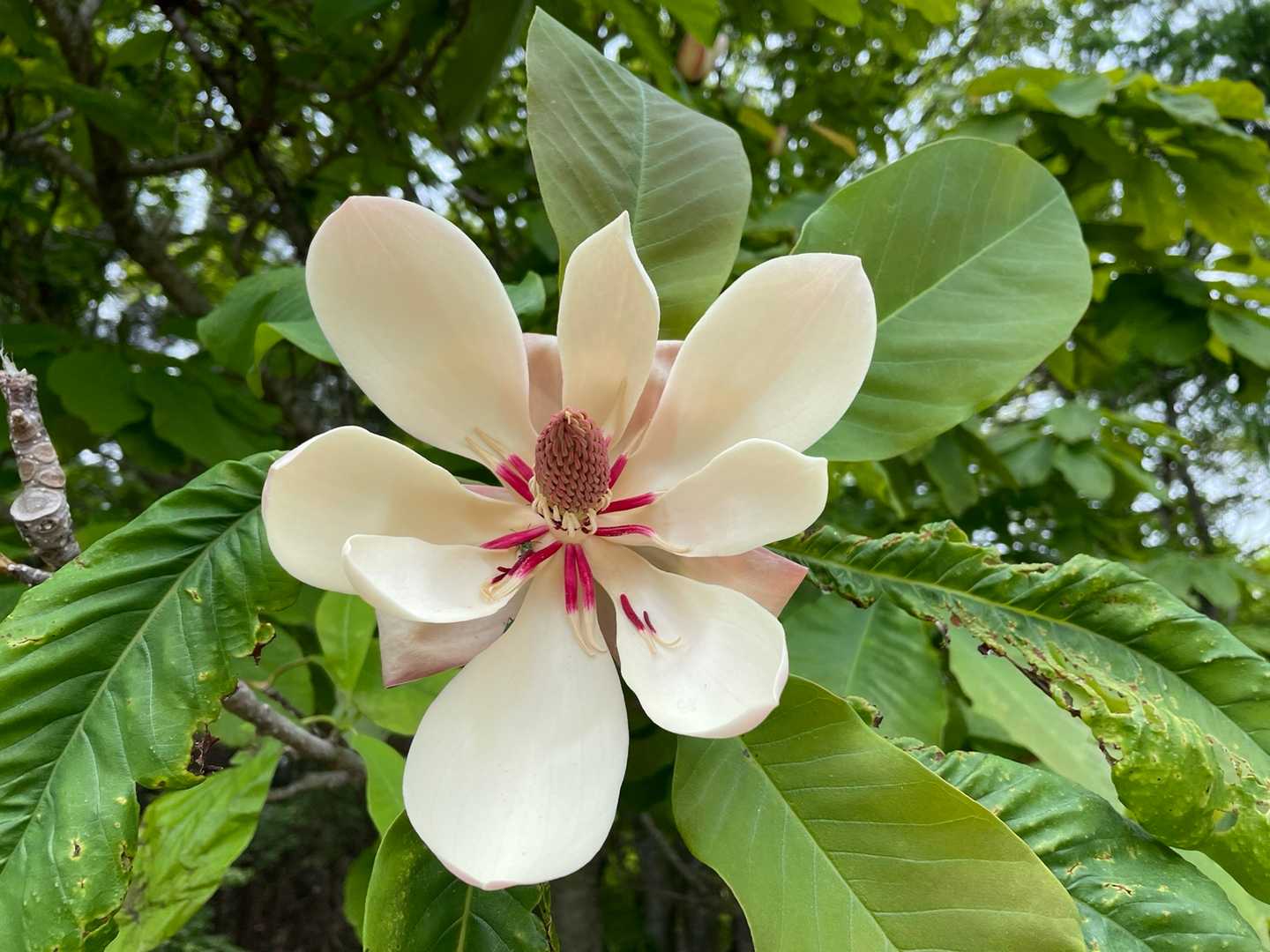 ホオノキの花
おっきくてステキ
初めて見たかも。