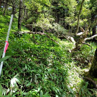 分岐から笹薮の続く西御殿岩へ