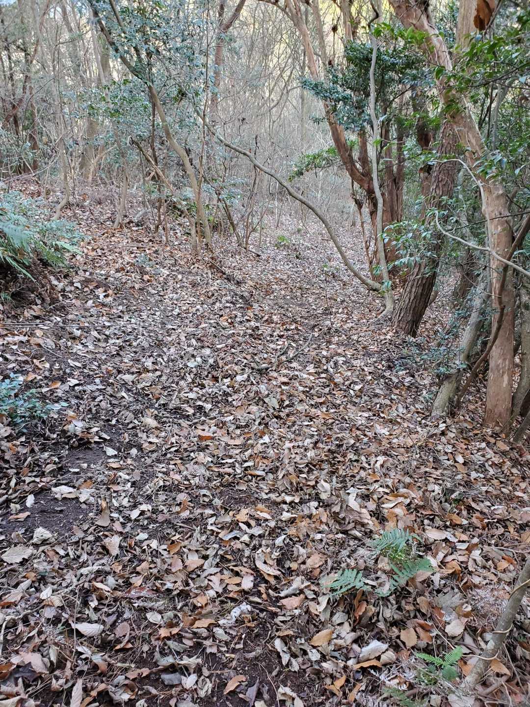 写真では分かりづらいですが、最初は激下りです。