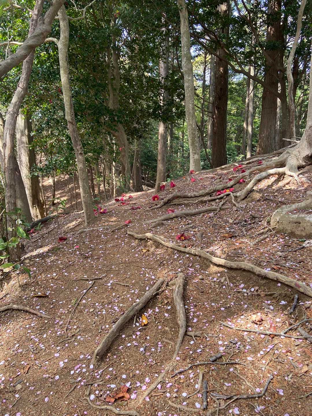 桜の花びらと椿の赤がキレイです♪