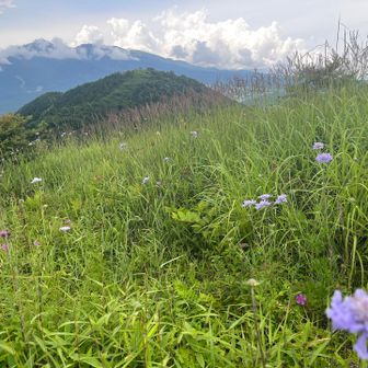 平沢山方向の山々とマツムシソウ