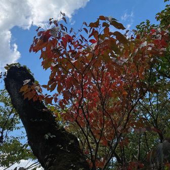 紅葉めっけ！