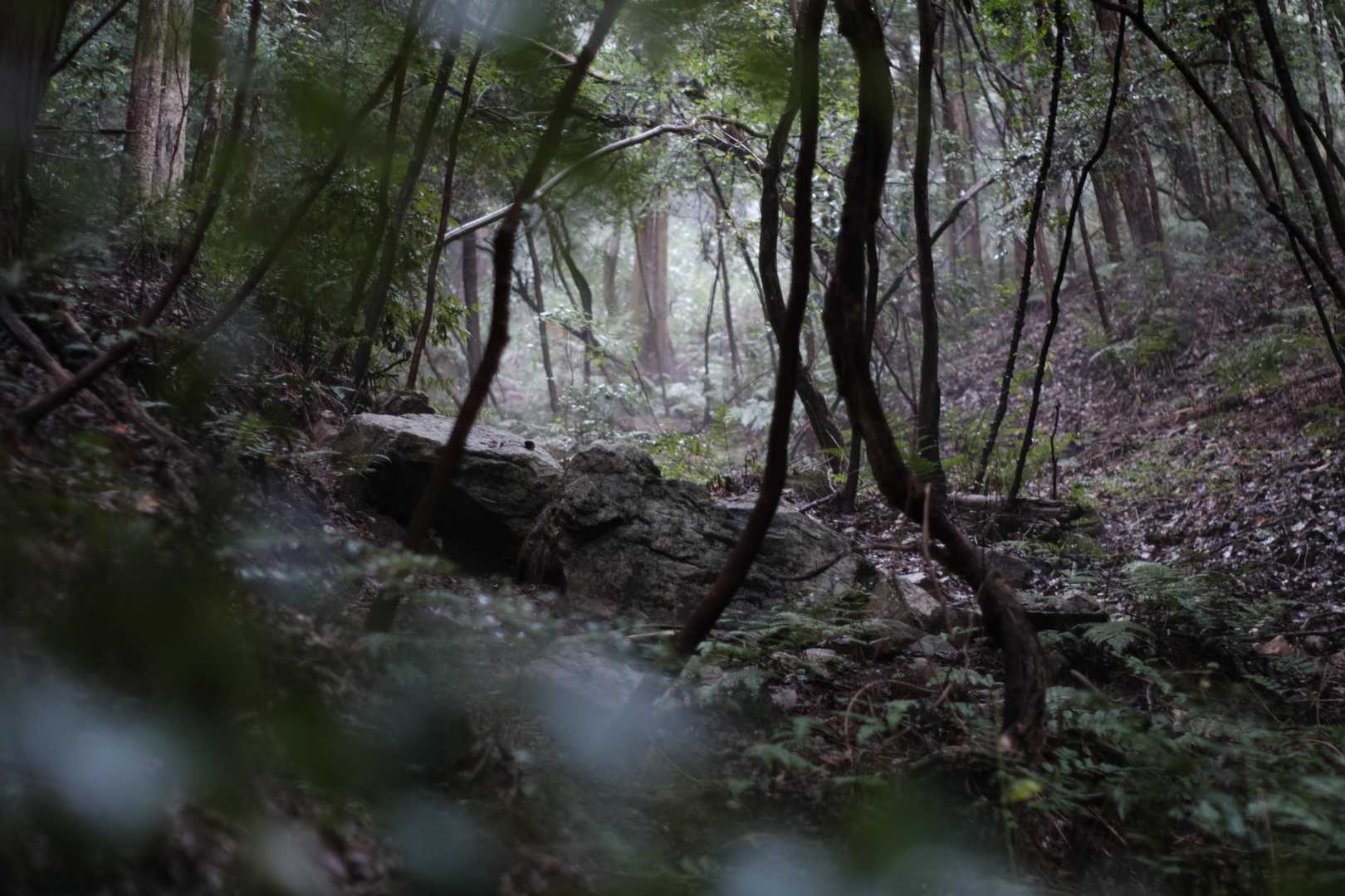 ようやく蚊が活発になってきたかも