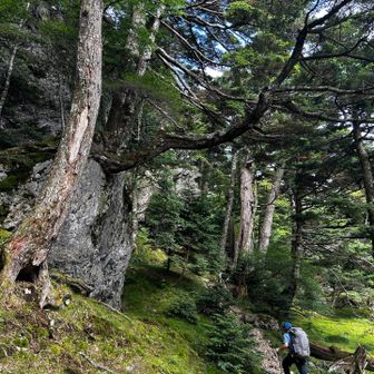 巨石🪨と巨木🌲のコラボ