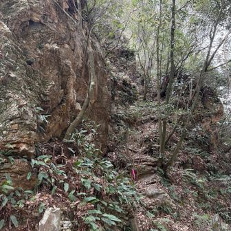 崖から行けるかな？！

最後の最後で無理ってなって

まわり込んで楽々登山道から行きました