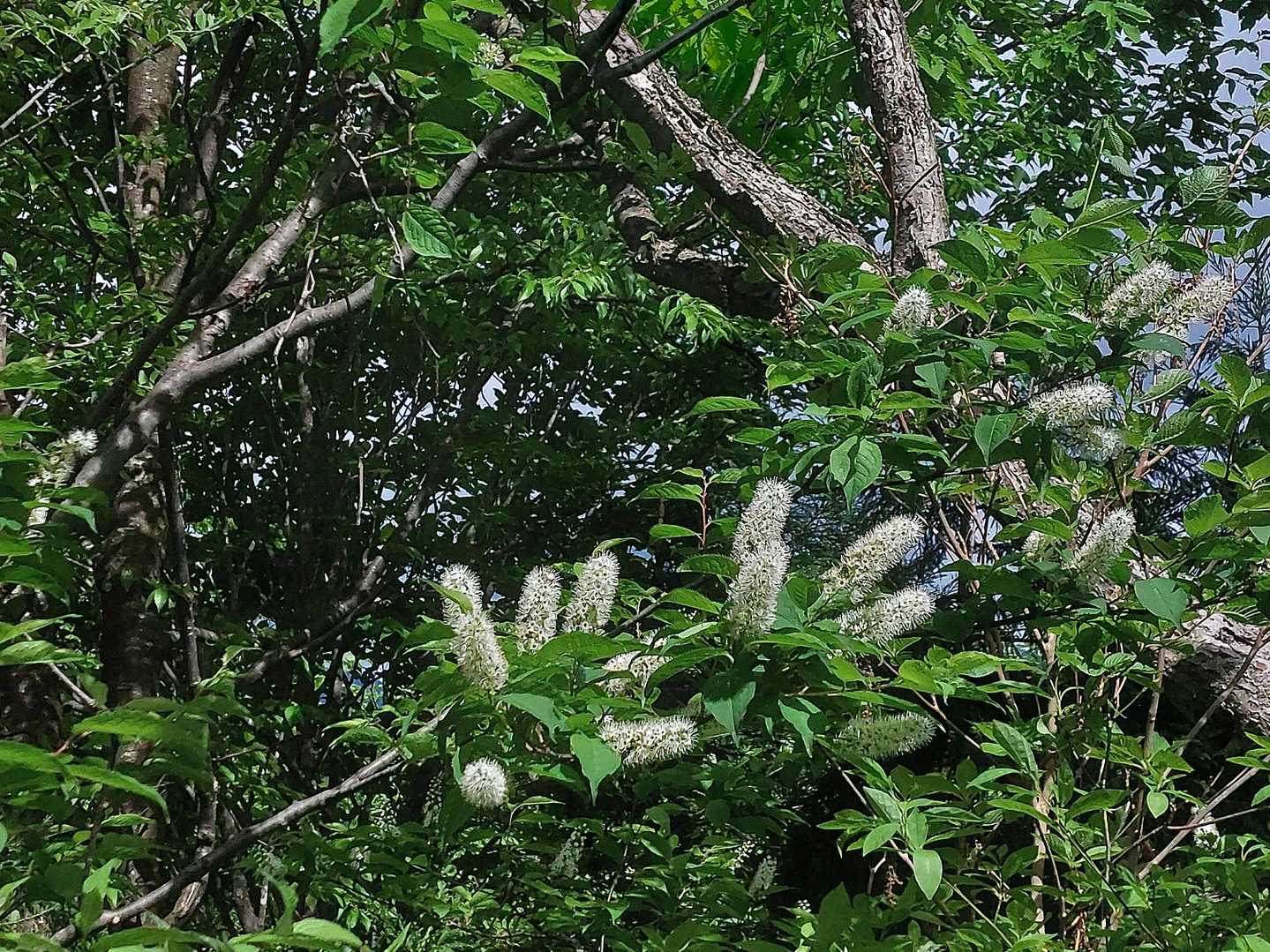 こつぶり山 往復コースの写真