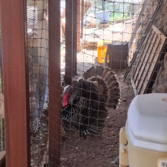 ところ変わって寄り道
《しろまる卵》さんへ！
七面鳥がお出迎え𓅟 ⸒⸒