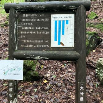 豊かな水をたたえる森🌳