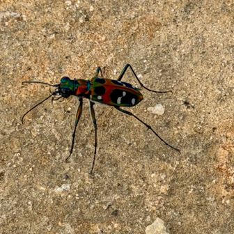 「昆虫界の宝石」とも称される甲虫（コウチュウ目オサムシ科）

離れたところから撮っています。