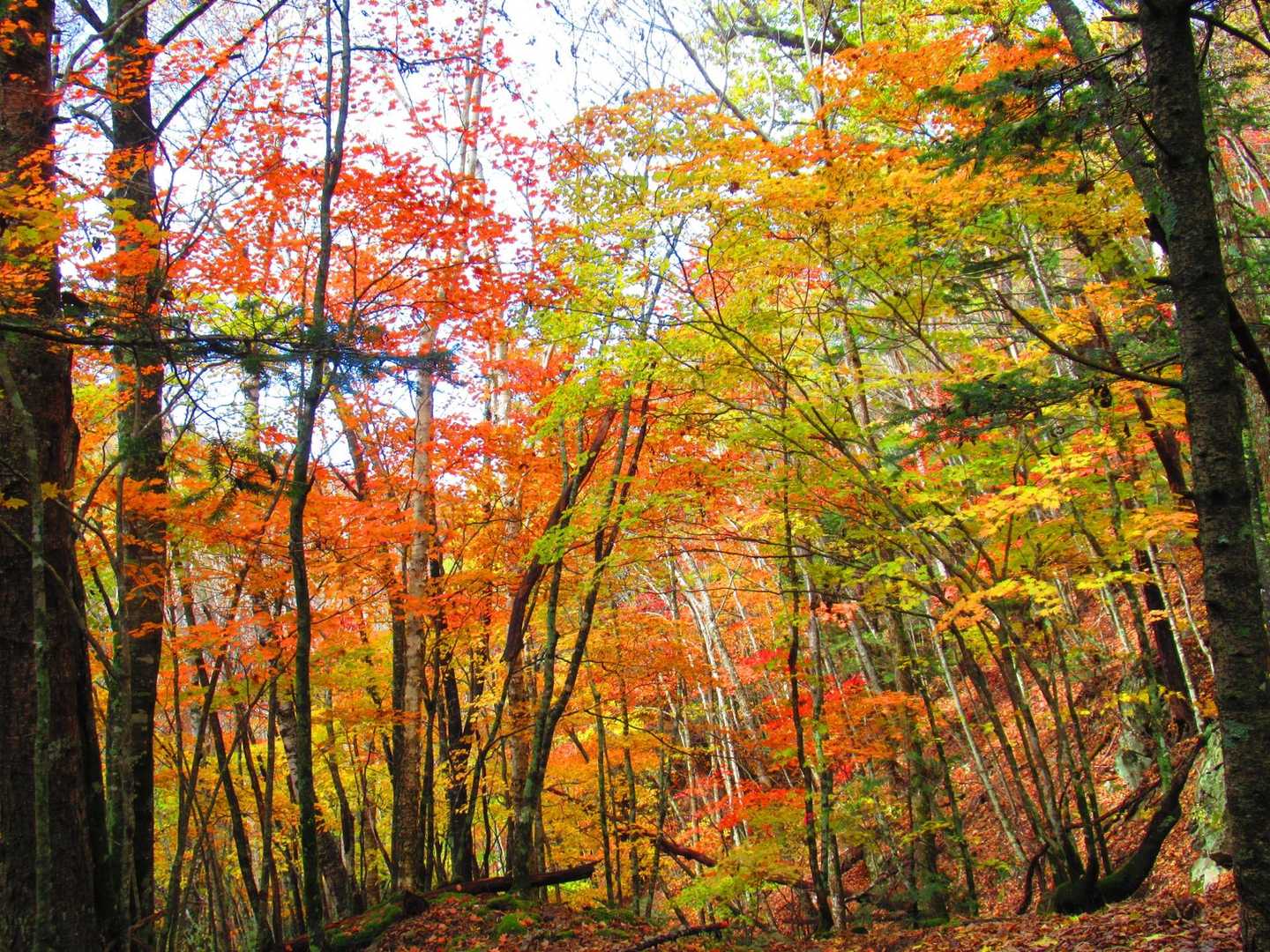 甲武信ヶ岳-三宝山-武信白岩山-大山-十文字峠 縦走コースの写真