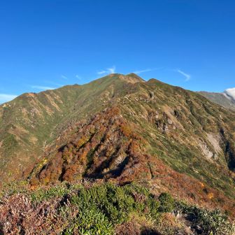 茂倉岳を振り返る　紅葉はここが一番深まっている🍁