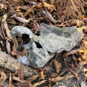 石灰岩の形が面白い