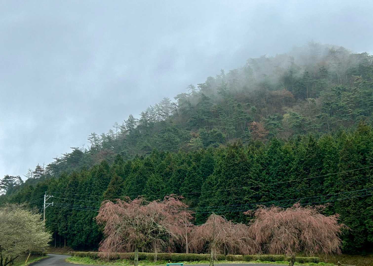 しだれ桜かな
山とガスで
雰囲気
出ちょるー(•̥̑.̮•̥̑)