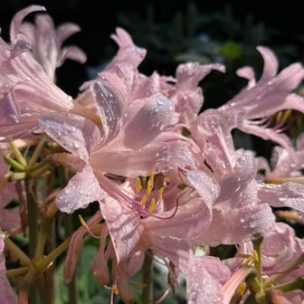 ナツズイセン（夏水仙）

ヒガンバナ属の花🌸
葉がスイセンに似ていて、花が夏に咲くことが名前の由来。

道路脇に自生していて、朝露に濡れてとっても綺麗でした🤩