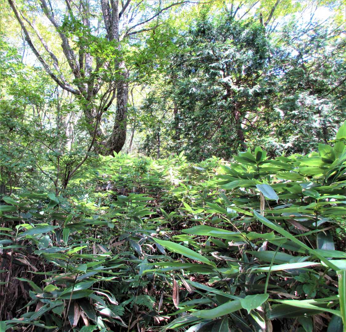 山頂は近い