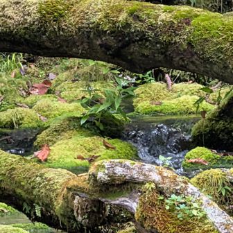湧き水が噴き出る所には苔むした倒木が神秘的です。久しぶりに雨が降らない日曜日、本格的な紅葉シーズン前の静かな奥日光を楽しんできました🥰