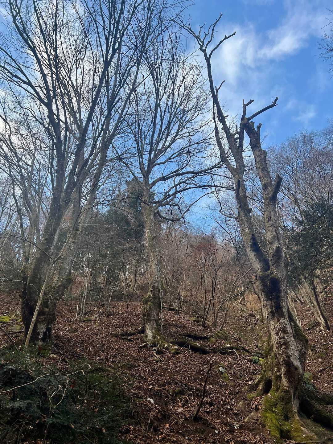 トチノキ