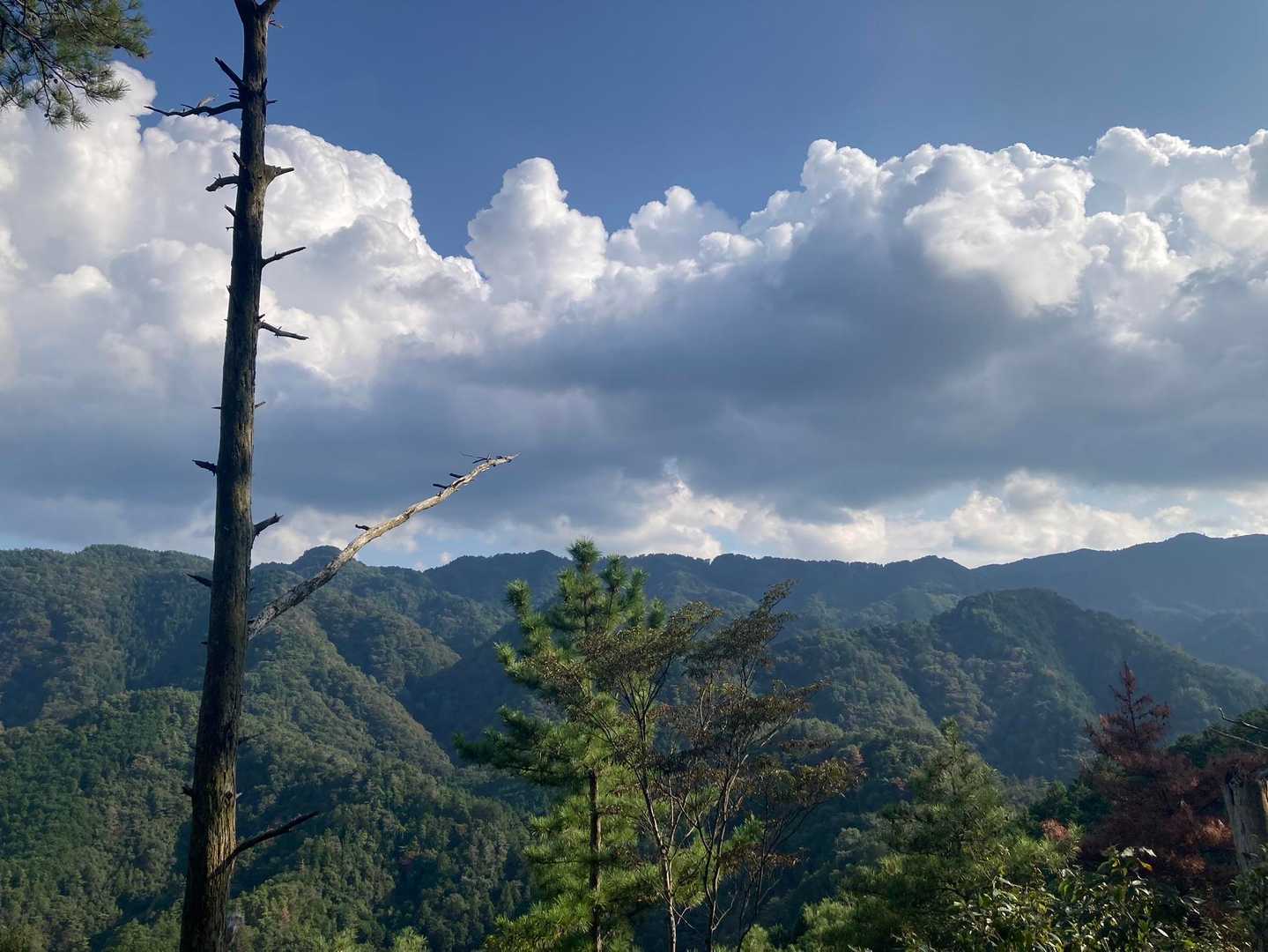 八ヶ丸山 周回コースの写真