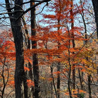 紅葉さん🍁
今年もありがとうございました🍁
