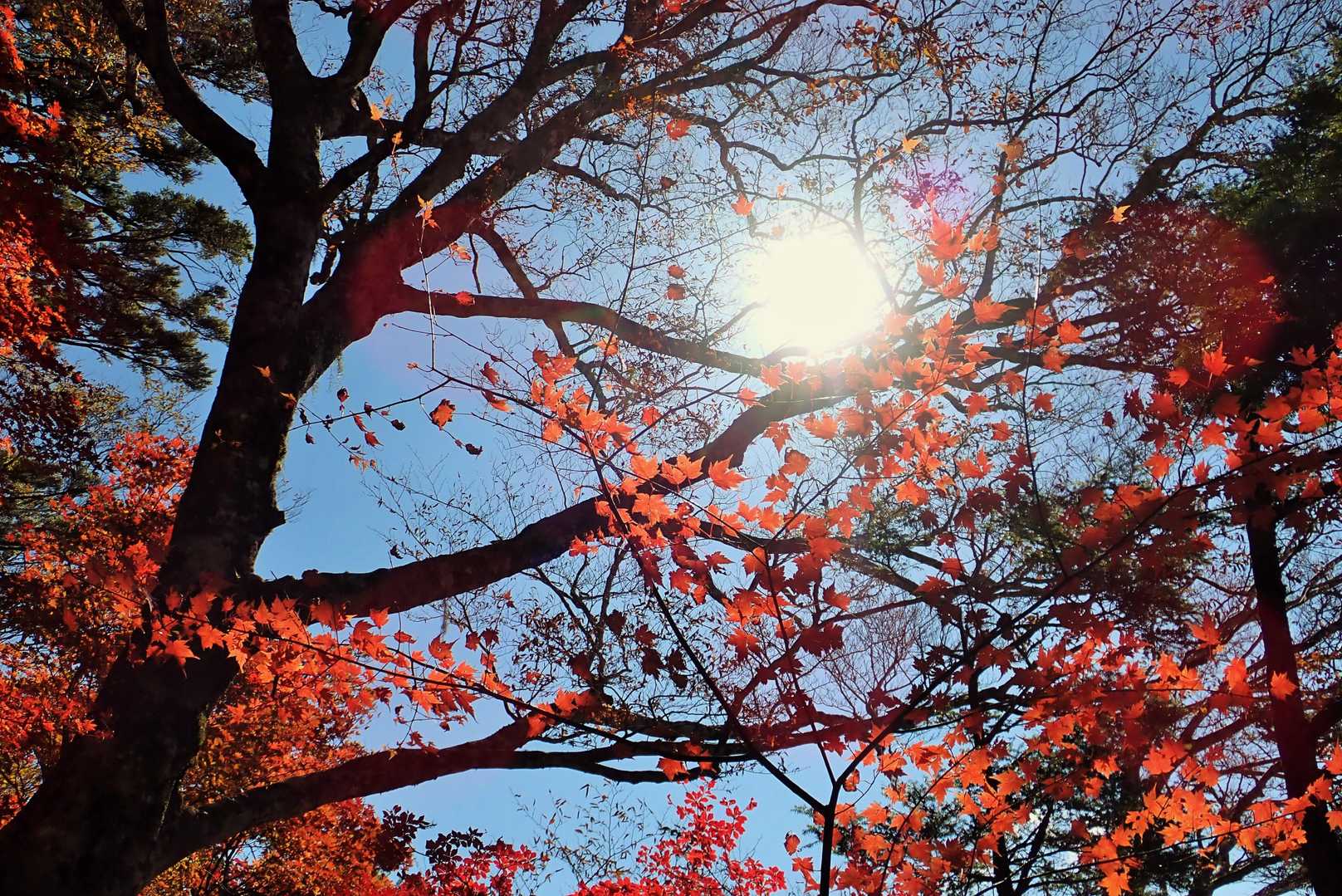 見上げると紅色と青空
こんな秋も好き❣️
