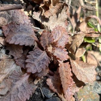 ニッコウ猫サンもまだまだ🐈‍⬛