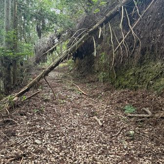 大将軍山登山口からの山道は割と抜けにくい倒木があります。
それより何よりもメマトイが何十匹もついてくるので、耳元で暴走バイクがブンブンしてるようにうるさい🏍️💨
蜘蛛の巣にメマトイを献上したい。