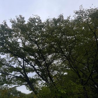 昨日とは違いどんより