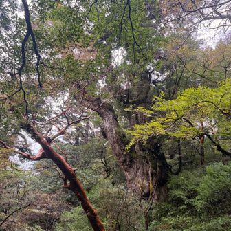 縄文杉　北側展望デッキより