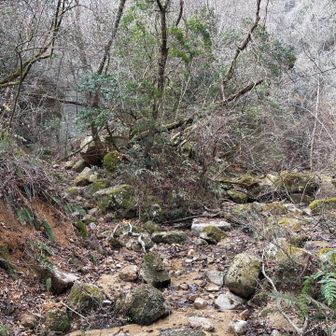 六甲山・長峰山・摩耶山 ここで沢が2手に分かれる。
右側を行きます