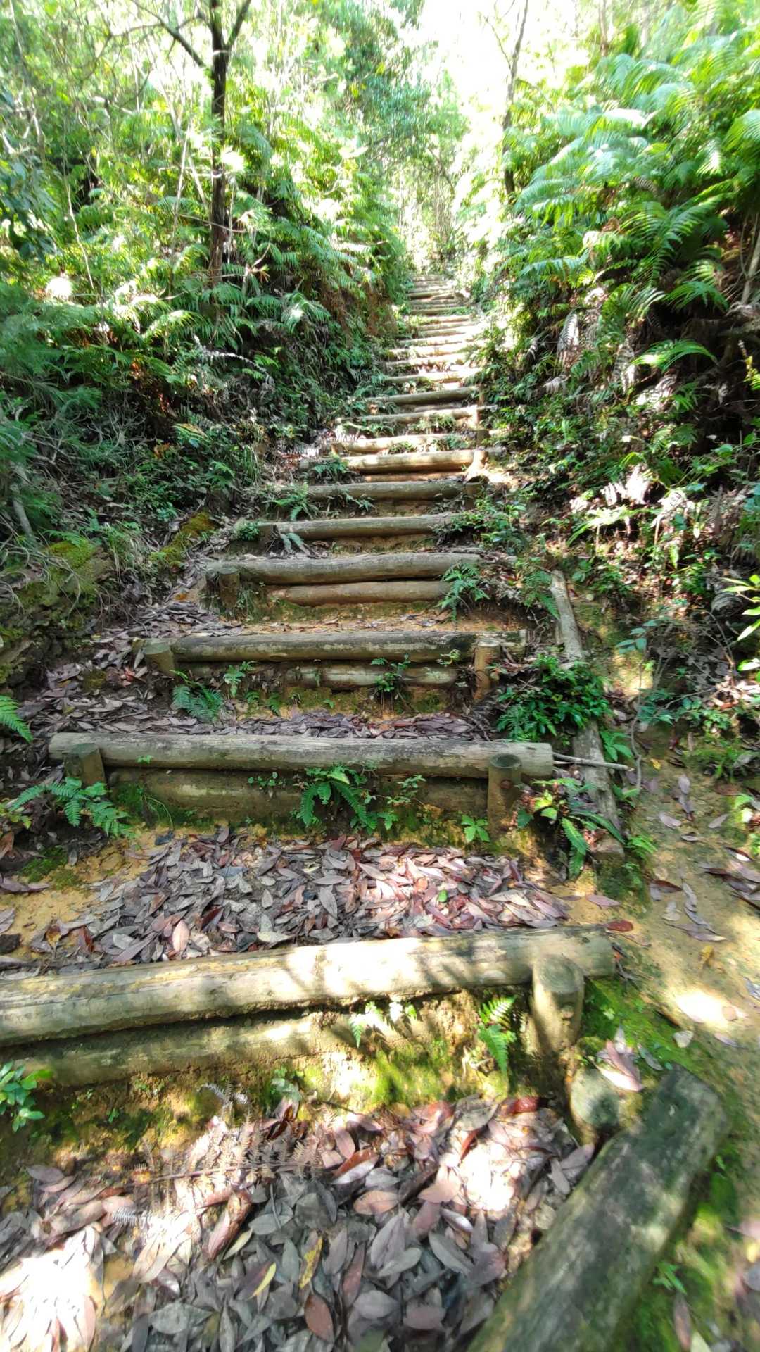 本格、木段の始まり💧