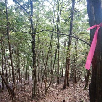 ピンテをひろって活動日記軌跡をトレースして下る