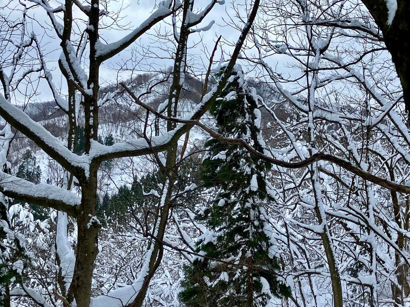 冷え込んで雪が付いた木
クリスマスツリーみたいです