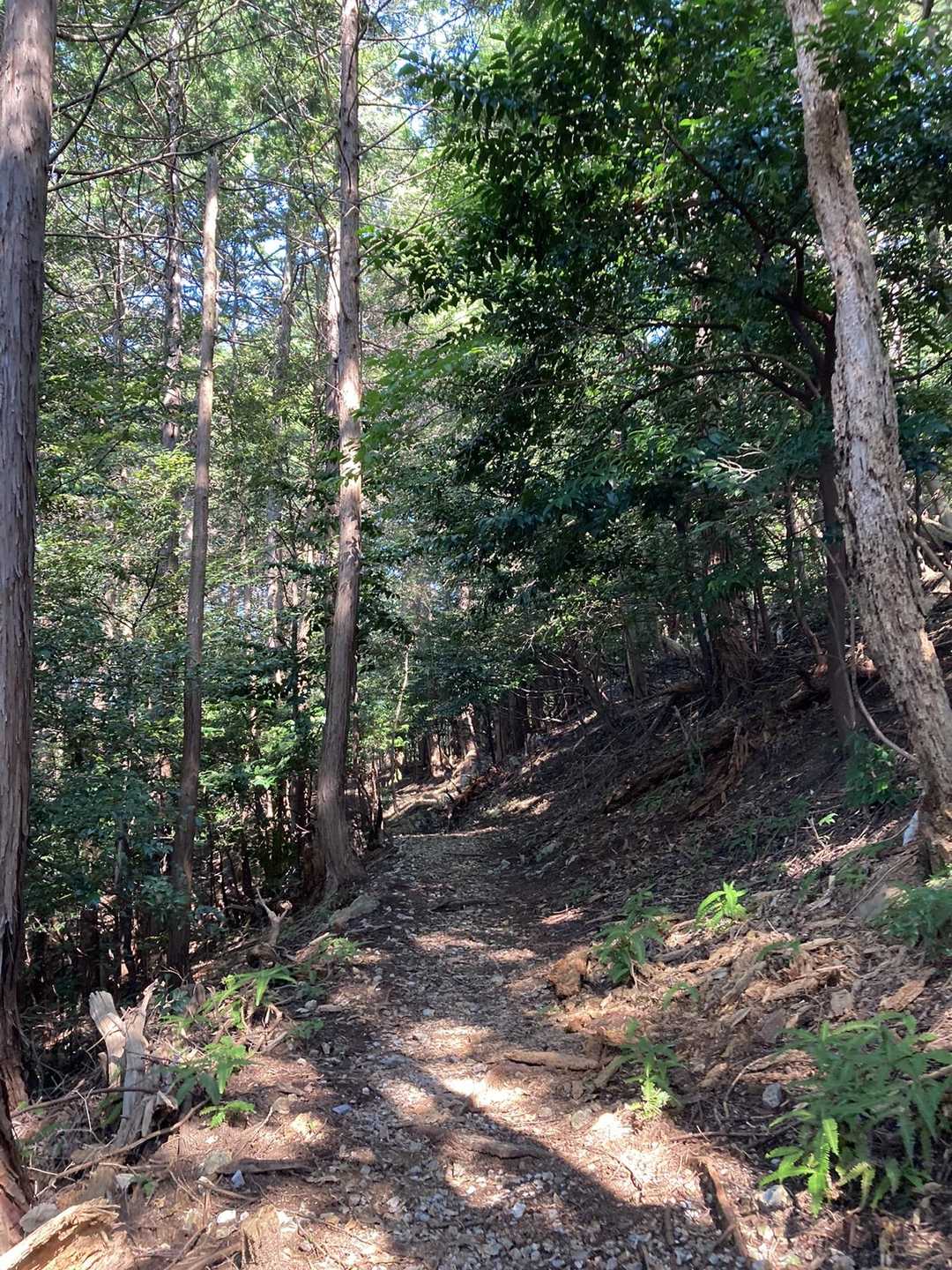 木陰続きの道だから涼しい🍃