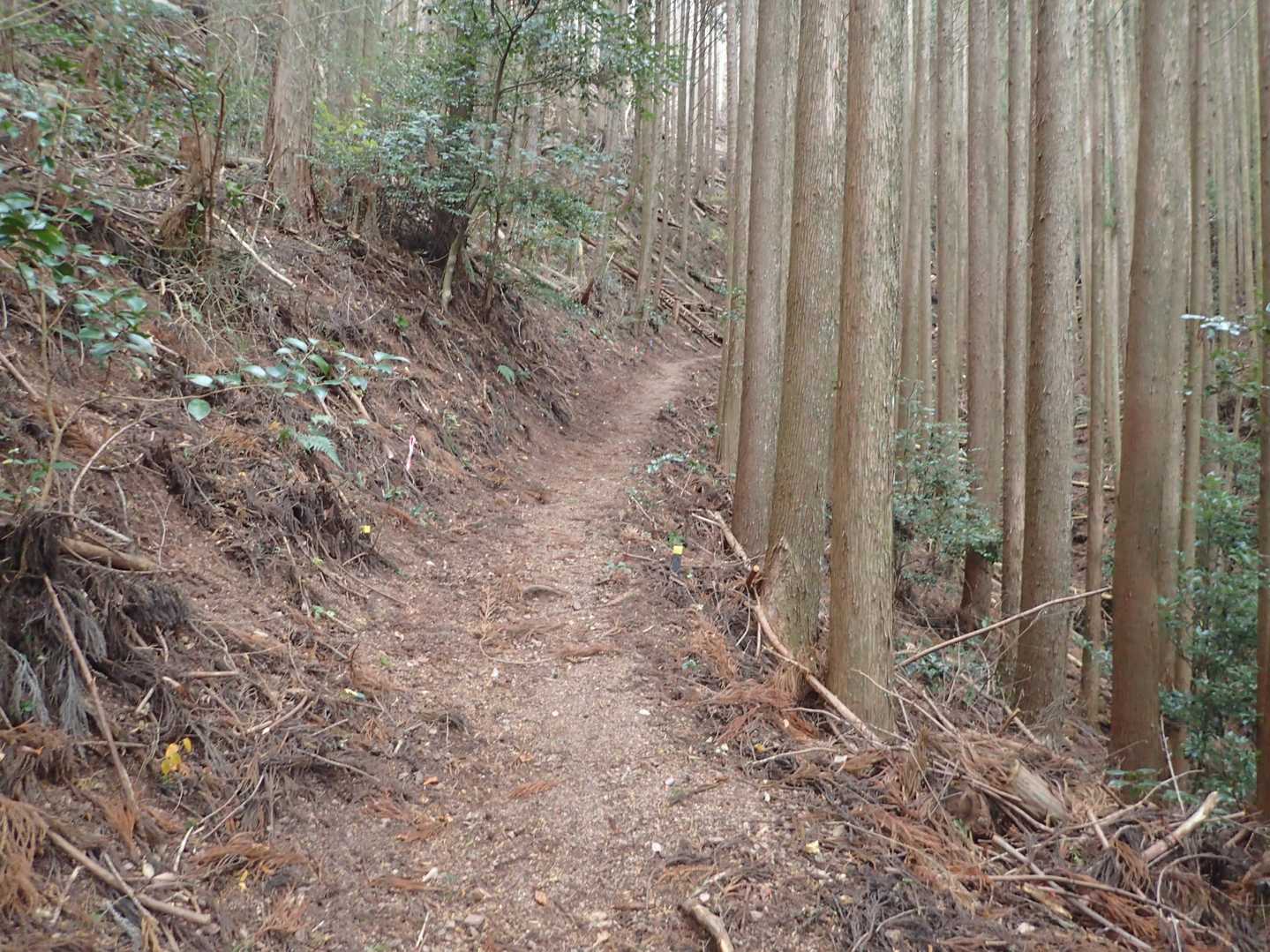 良く整備された登山道
